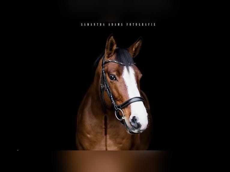 Brandenburger warmbloed Ruin 13 Jaar 165 cm Bruin in Velten