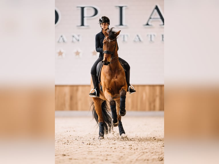 Brandenburger warmbloed Ruin 13 Jaar 170 cm Roodbruin in Meijel