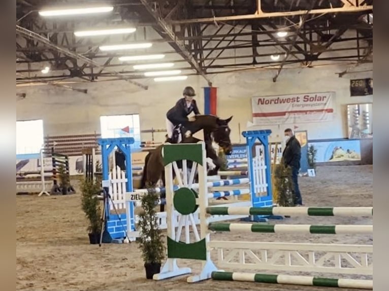 Brandenburger warmbloed Ruin 19 Jaar 164 cm Bruin in Gro&#xDF; Ippener