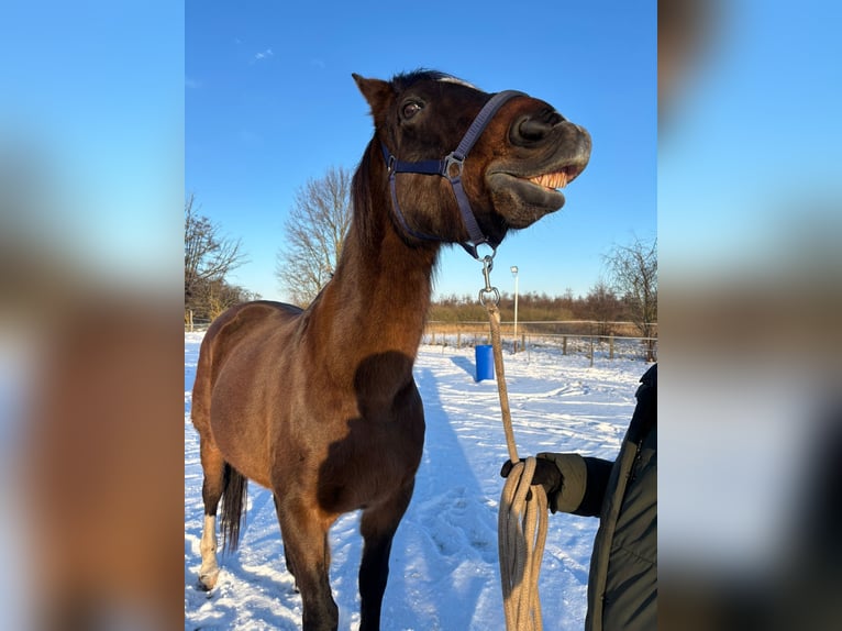 Brandenburger warmbloed Ruin 21 Jaar 165 cm Bruin in Krielow