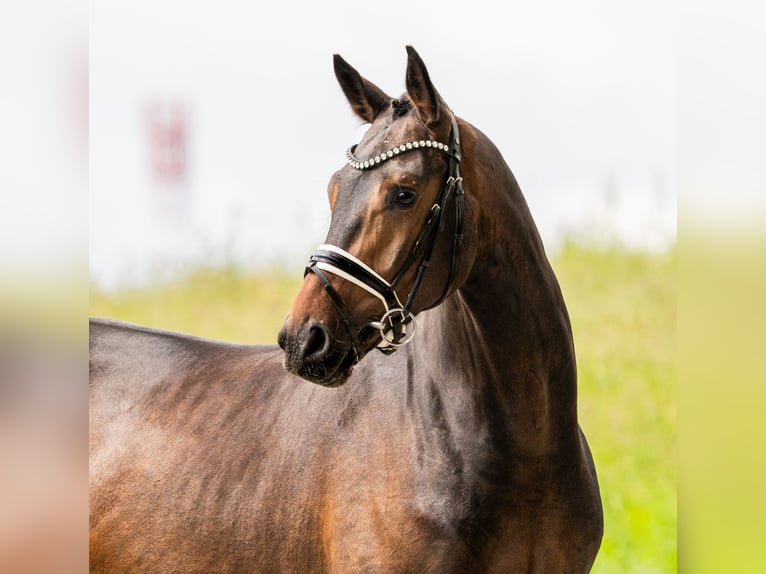 Brandenburger warmbloed Ruin 4 Jaar 168 cm Bruin in Gleichen