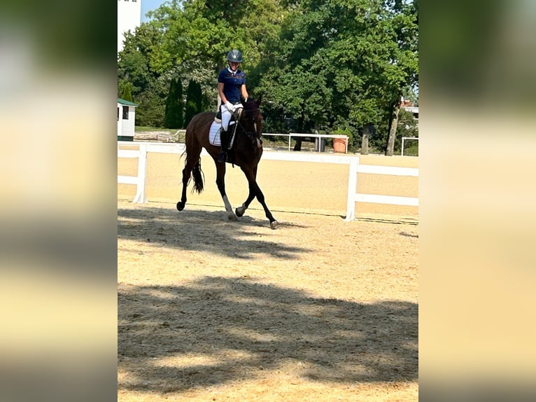 Brandenburger warmbloed Ruin 4 Jaar 172 cm Bruin in Tiefgraben