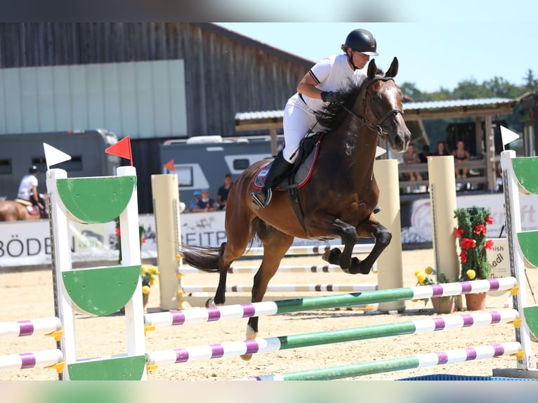 Brandenburger warmbloed Ruin 4 Jaar 172 cm Bruin in Tiefgraben