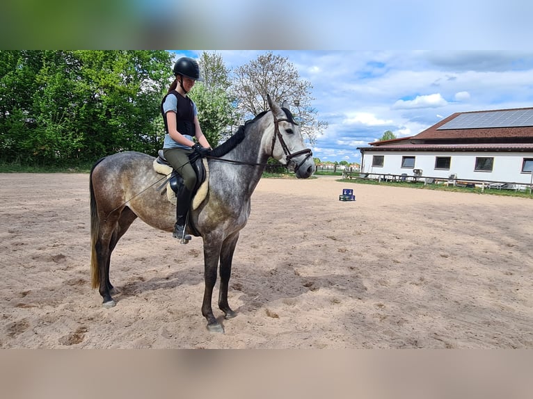 Brandenburger warmbloed Ruin 5 Jaar 162 cm Zwartschimmel in Neuburg an der Donau