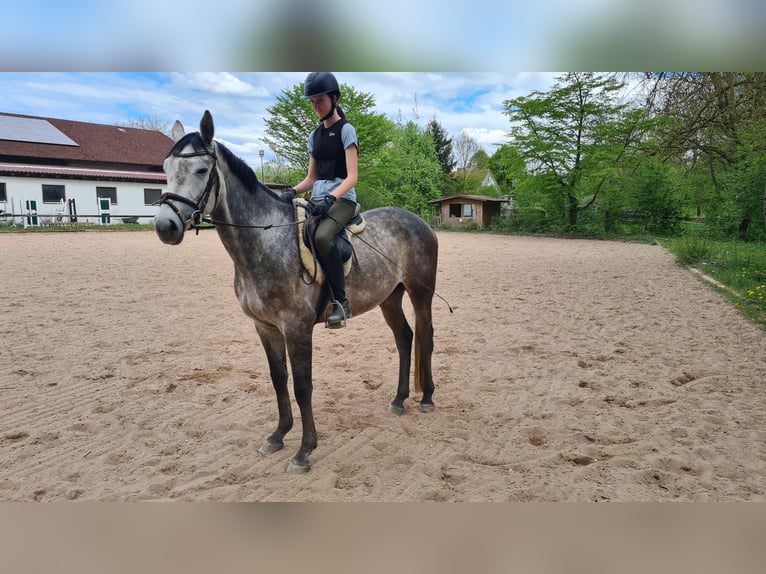 Brandenburger warmbloed Ruin 5 Jaar 162 cm Zwartschimmel in Neuburg an der Donau