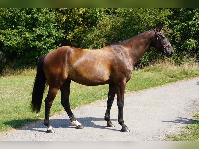 Brandenburger warmbloed Ruin 5 Jaar 166 cm Donkerbruin in Magdeburg