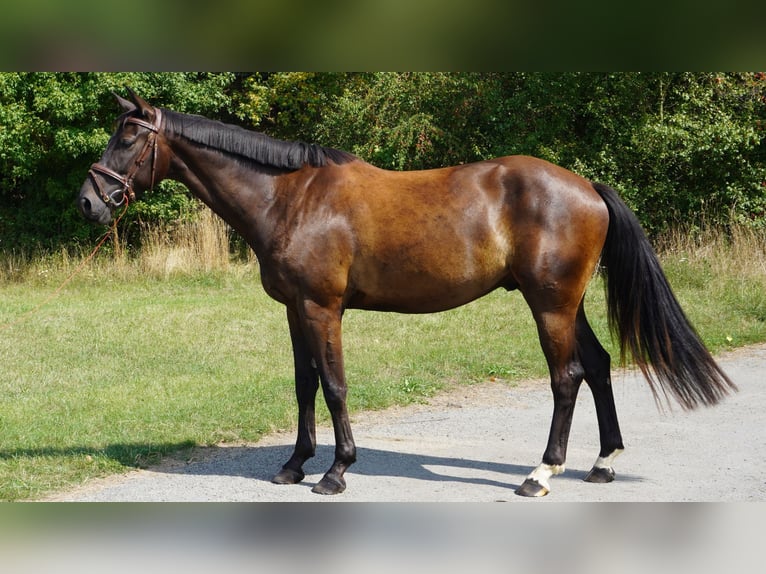 Brandenburger warmbloed Ruin 5 Jaar 166 cm Donkerbruin in Magdeburg