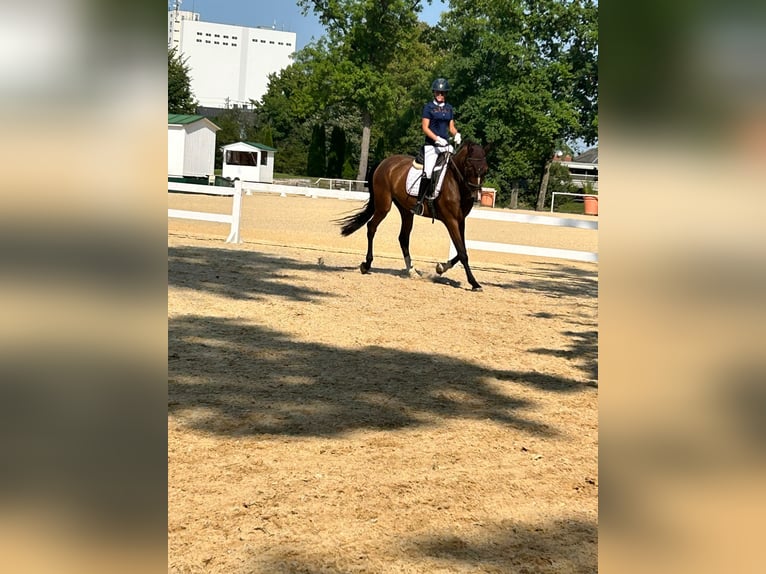 Brandenburger warmbloed Ruin 5 Jaar 172 cm Bruin in Tiefgraben