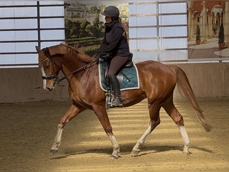 Brandenburger warmbloed Ruin 6 Jaar 165 cm Vos in Pulheim