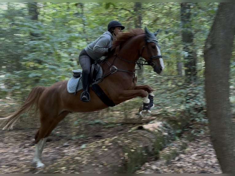 Brandenburger warmbloed Ruin 6 Jaar 166 cm Vos in Pulheim