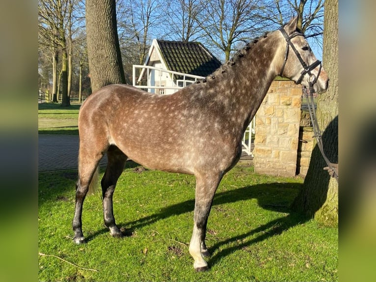 Brandenburger warmbloed Ruin 6 Jaar 167 cm Schimmel in Hopsten