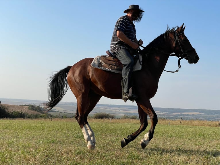 Brandenburger warmbloed Ruin 7 Jaar 160 cm Bruin in Eisleben