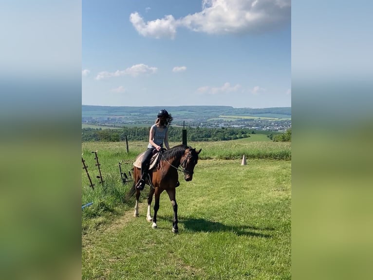 Brandenburger warmbloed Ruin 7 Jaar 160 cm Bruin in Eisleben