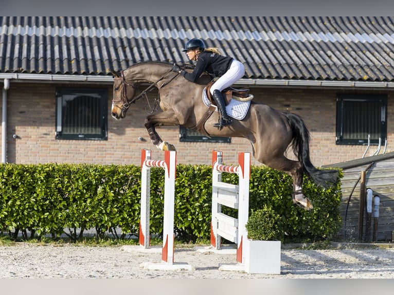 Brandenburger warmbloed Ruin 8 Jaar 182 cm Bruin in Waddinxveen