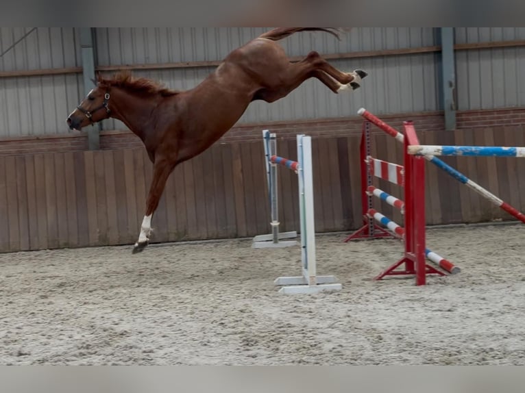 Brandenburger Warmblut Hengst 3 Jahre 170 cm in GROTE-BROGEL