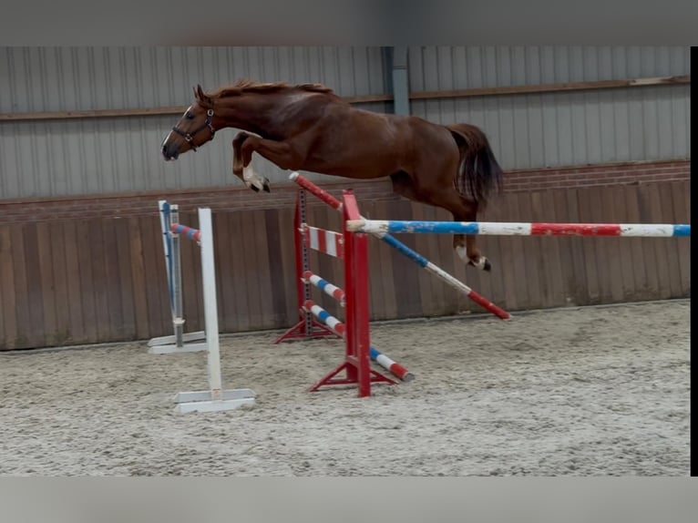 Brandenburger Warmblut Hengst 3 Jahre 170 cm in GROTE-BROGEL