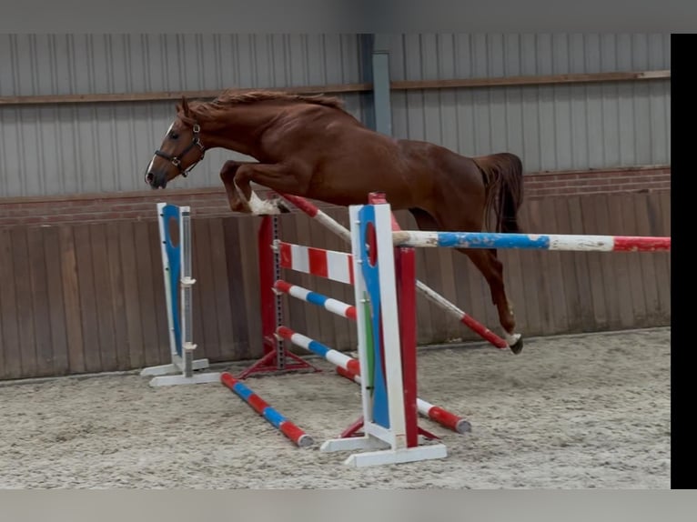 Brandenburger Warmblut Hengst 3 Jahre 170 cm in GROTE-BROGEL