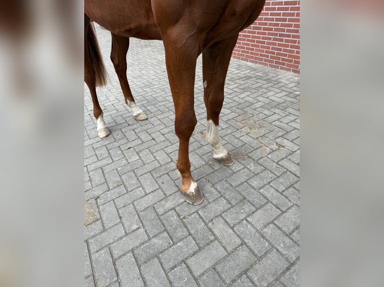 Brandenburger Warmblut Hengst 3 Jahre 170 cm in GROTE-BROGEL