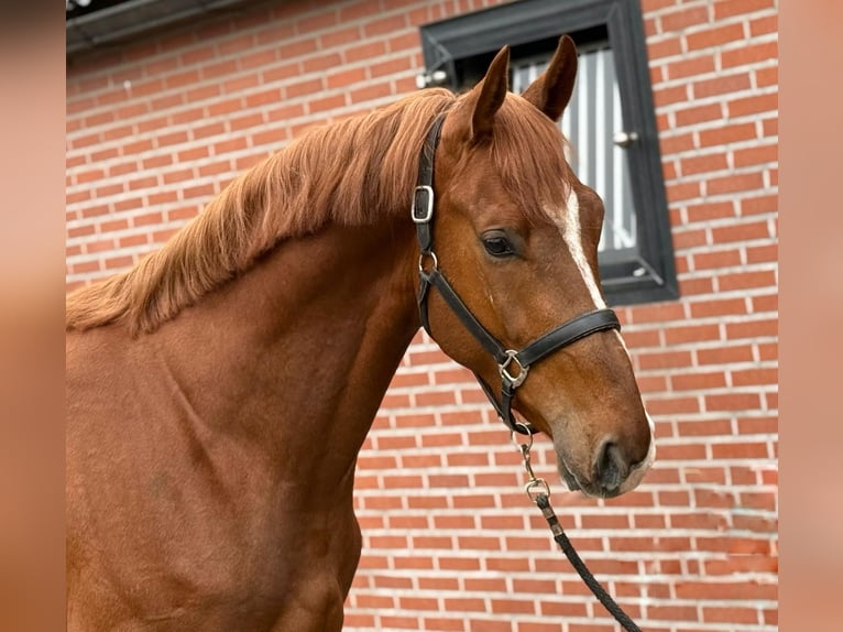 Brandenburger Warmblut Hengst 3 Jahre 170 cm in GROTE-BROGEL