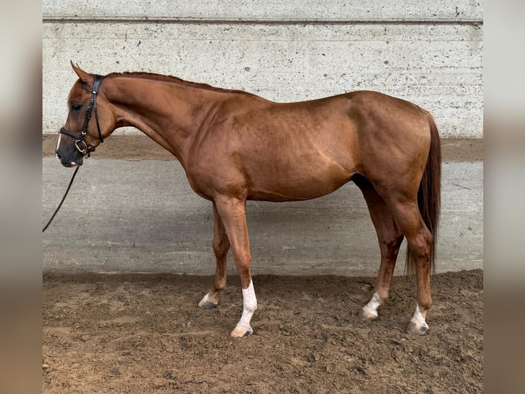 Brandenburger Warmblut Hengst 3 Jahre 170 cm in GROTE-BROGEL