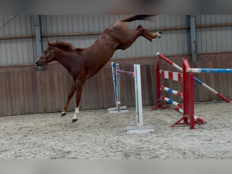 Brandenburger Warmblut Hengst 3 Jahre 170 cm in GROTE-BROGEL