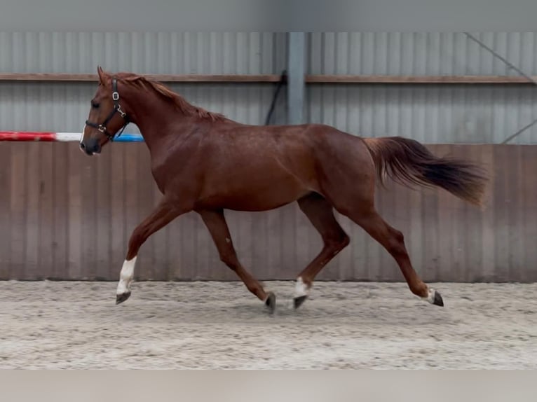 Brandenburger Warmblut Hengst 3 Jahre 170 cm in GROTE-BROGEL