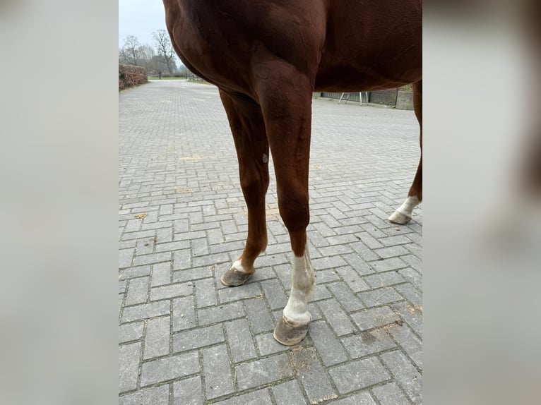 Brandenburger Warmblut Hengst 3 Jahre 170 cm in GROTE-BROGEL