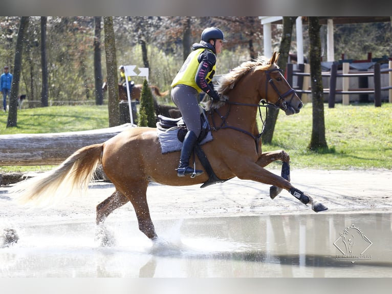 Brandenburger Warmblut Stute 10 Jahre 176 cm Fuchs in Graz