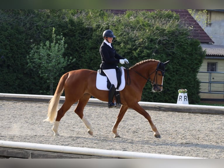 Brandenburger Warmblut Stute 10 Jahre 176 cm Fuchs in Graz