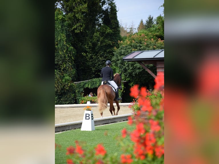 Brandenburger Warmblut Stute 10 Jahre 176 cm Fuchs in Graz