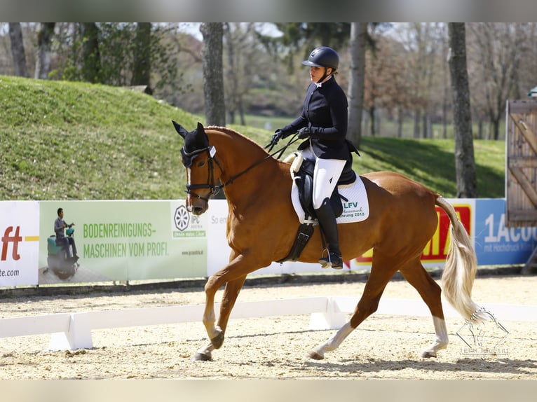 Brandenburger Warmblut Stute 10 Jahre 176 cm Fuchs in Graz