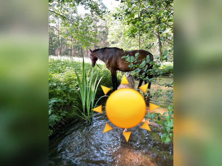 Brandenburger Warmblut Stute 14 Jahre 164 cm Brauner in Treuenbrietzen