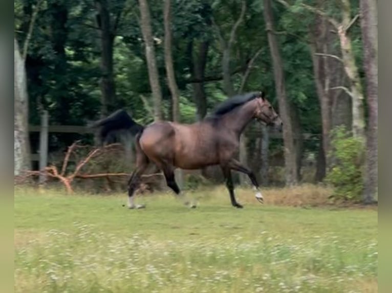 Brandenburger Warmblut Stute 14 Jahre 165 cm Brauner in Wendorf