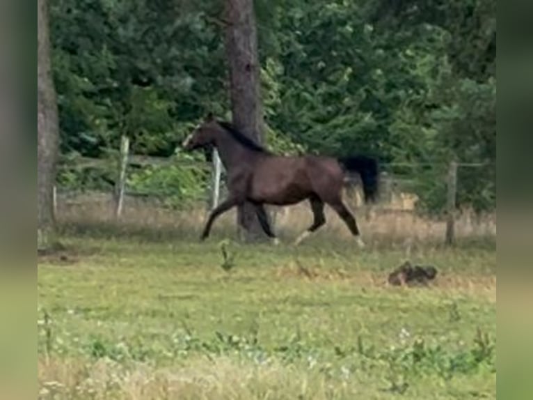 Brandenburger Warmblut Stute 14 Jahre 165 cm Brauner in Wendorf
