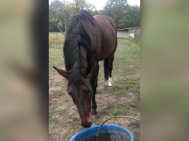 Brandenburger Warmblut Stute 15 Jahre 169 cm Brauner in Nuthe-Urstromtal