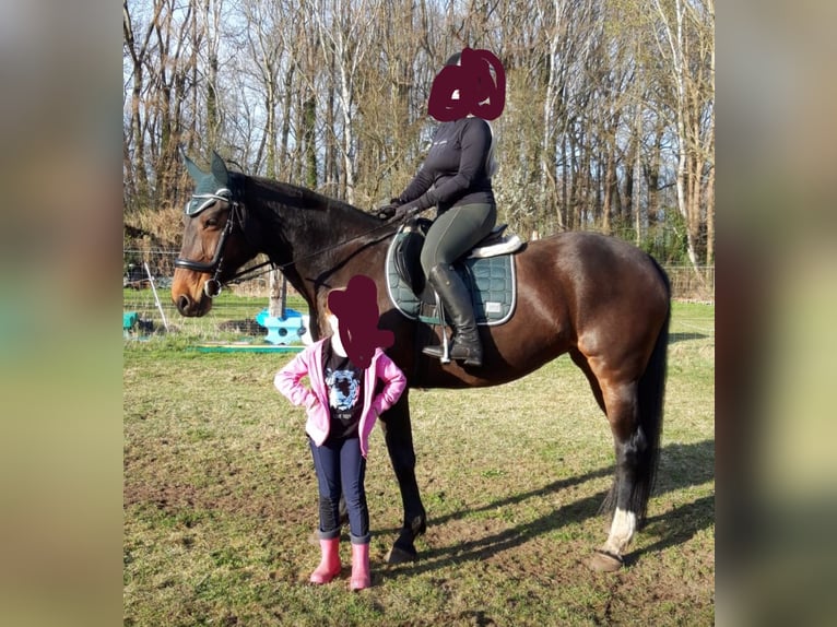 Brandenburger Warmblut Stute 15 Jahre 169 cm Brauner in Nuthe-Urstromtal