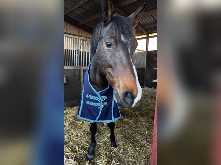 Brandenburger Warmblut Stute 16 Jahre 175 cm Brauner in Ochtrup