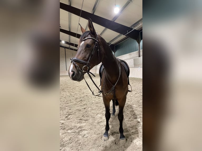 Brandenburger Warmblut Stute 16 Jahre 175 cm Brauner in Ochtrup