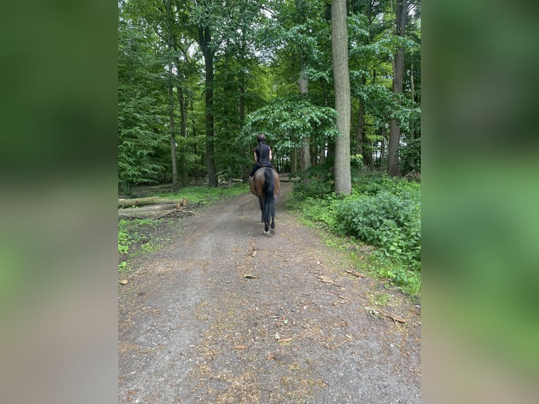 Brandenburger Warmblut Stute 16 Jahre 175 cm Brauner in Ochtrup