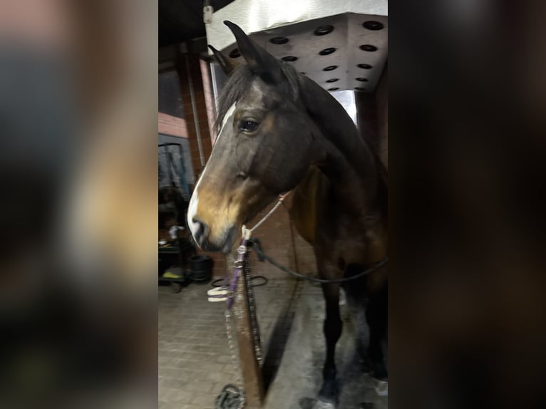 Brandenburger Warmblut Stute 16 Jahre 175 cm Brauner in Ochtrup