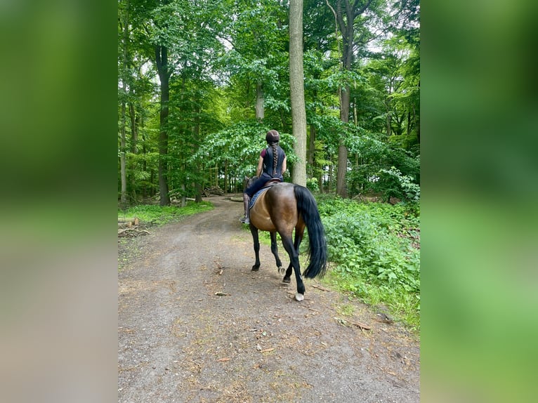 Brandenburger Warmblut Stute 16 Jahre 175 cm Brauner in Ochtrup