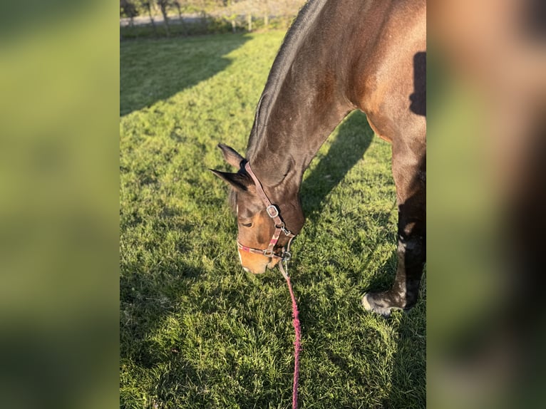 Brandenburger Warmblut Stute 16 Jahre 175 cm Brauner in Ochtrup
