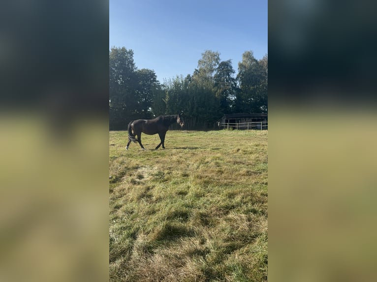 Brandenburger Warmblut Stute 17 Jahre 168 cm Brauner in Bendestorf