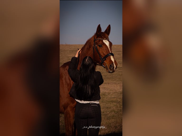 Brandenburger Warmblut Stute 19 Jahre 164 cm Fuchs in Krausnick