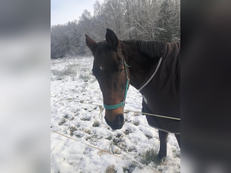 Brandenburger Warmblut Stute 19 Jahre 165 cm Brauner in Hermannsburg