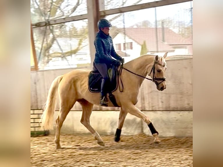 Brandenburger Warmblut Stute 1 Jahr 168 cm Palomino in Weiskirchen
