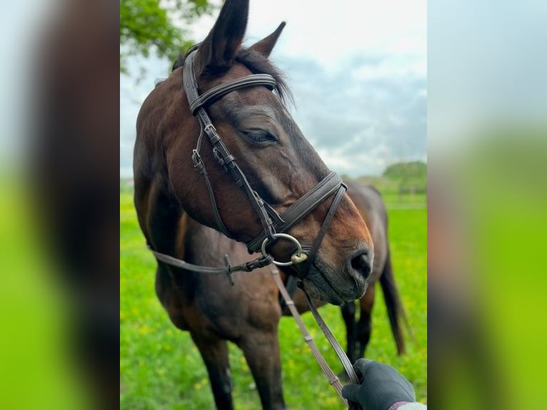 Brandenburger Warmblut Stute 26 Jahre 163 cm Dunkelbrauner in Grafrath