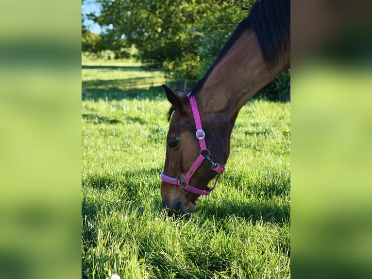 Brandenburger Warmblut Stute 27 Jahre 160 cm Brauner in Raisdorf