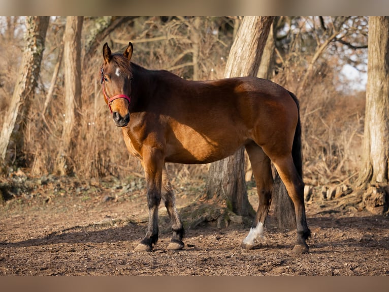 Brandenburger Warmblut Mix Stute 3 Jahre 164 cm Brauner in Schwedt/Oder