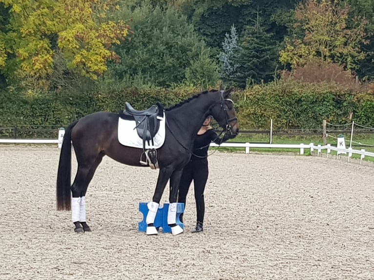 Brandenburger Warmblut Stute 4 Jahre 165 cm Dunkelbrauner in Aachen